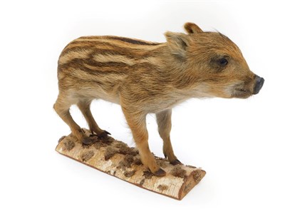 Lot 96 - Taxidermy: European Wild Boar Piglet (Sus scrofa), circa late 20th century, full mount stood upon a