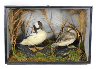 Lot 98 - Taxidermy: An Early Victorian Cased Pair of Bufflehead Ducks (Bucephala albeola), circa 1854, a...