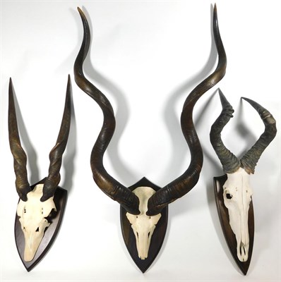 Lot 99 - Antlers/Horns: African Hunting Trophies, circa 1980, to include - Cape Greater Kudu large well...