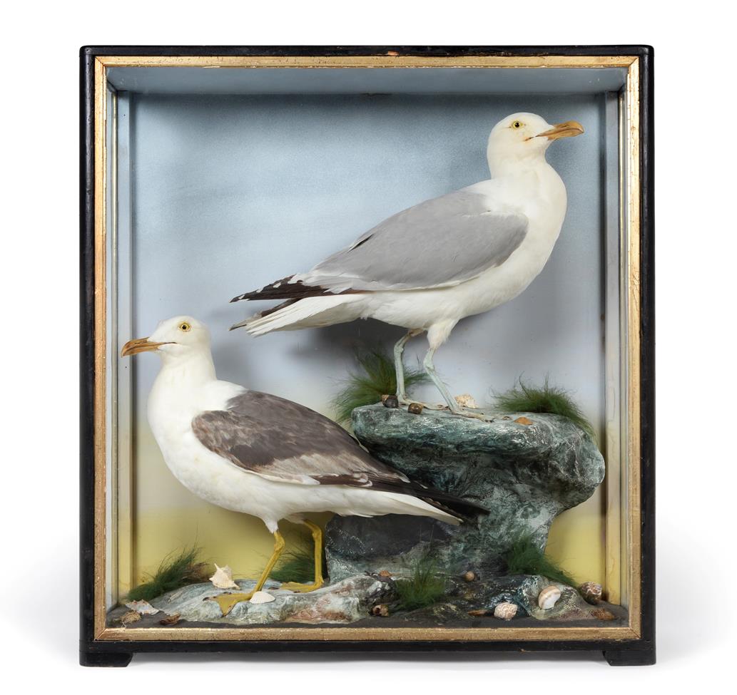 Lot 101 - Taxidermy: A Late Victorian Cased Herring Gull and Yellow-Legged Gull, by James Hutchings,...