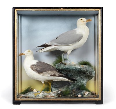 Lot 101 - Taxidermy: A Late Victorian Cased Herring Gull and Yellow-Legged Gull, by James Hutchings,...