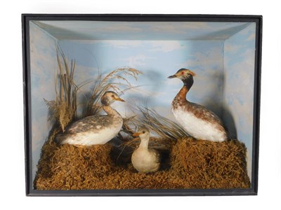 Lot 102 - Taxidermy: A Late Victorian Case of Great Crested Grebes (Podiceps cristatus), a pair of...