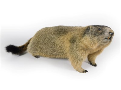 Lot 103 - Taxidermy: Alpine Marmot (Marmota marmota), circa late 20th century, full mount adult in low...