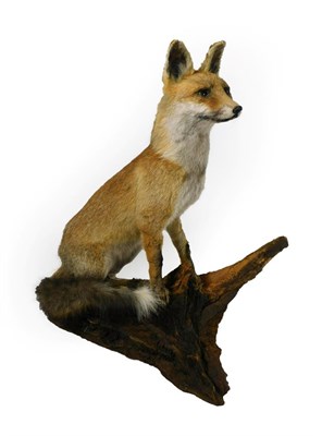 Lot 104 - Taxidermy: Red Fox (Vulpes vulpes), circa 1990, full mount adult in upright alert position, sitting