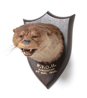 Lot 105 - Taxidermy: A Eurasian Otter Mask (Lutra lutra), circa 02/05/1950, by Peter Spicer & Sons,...