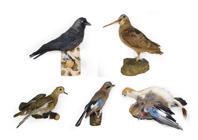 Lot 107 - Taxidermy: A Collection of European Birds and Animals, modern, a selection of five various full...