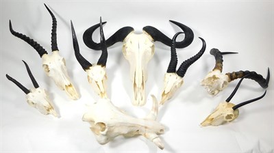 Lot 109 - Antlers/Horns: A Selection of African Hunting Trophy Skulls, a varied selection of African...