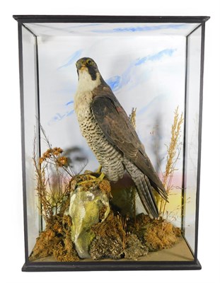 Lot 112 - Taxidermy: A Late Victorian Cased Peregrine Falcon (Falco peregrinus), by E.T. Clarke,...
