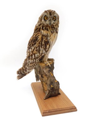 Lot 114 - Taxidermy: Short-eared Owl (Asio flammeus), modern, full mount adult with head turning to the...