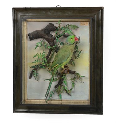 Lot 116 - Taxidermy: A Wall Cased Indian Ringneck Parakeet (Psittacula krameri), by Trenaman & Griggs,...
