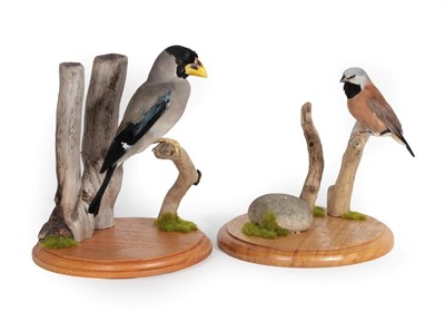 Lot 119 - Taxidermy: Japanese Grosbeak and Black-Throated Finch, modern, by David Airey, Taxidermy,...