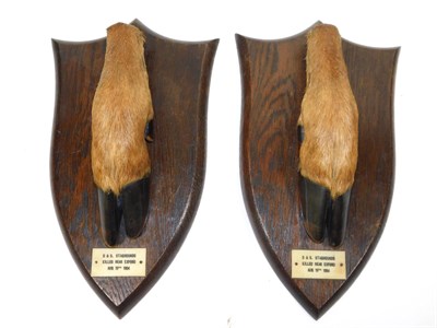 Lot 120 - Taxidermy: A Pair of Mounted Red Deer Slots, circa 1954, by Peter Spicer & Sons, Leamington, a pair