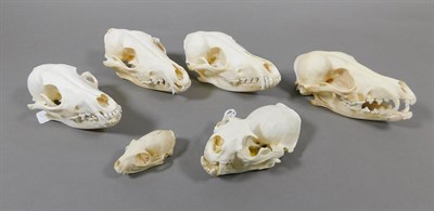 Lot 126 - Skulls/Anatomy: North American River Otter Skull, Southern Genet Skull, Black-Backed Jackal Skulls