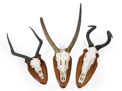 Lot 127 - Antlers/Horns: A Selection of African Hunting Trophies, circa late 20th century, three sets of...