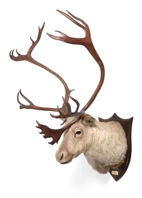 Lot 129 - Taxidermy: European Reindeer (Rangifer tarandus), circa 1937, Norway, by Peter Spicer & Sons,...