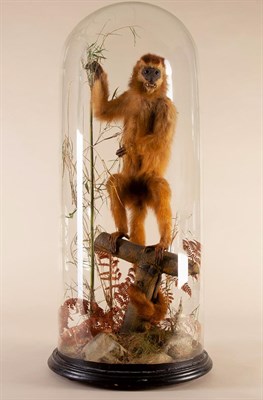 Lot 131 - Taxidermy: A Late Victorian Capuchin Monkey, circa 1890-1900, a full mount period example of an...