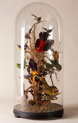 Lot 132 - Taxidermy: A Large Late Victorian Display of South American Tropical Birds, circa 1890-1900, a...