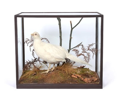 Lot 135 - Taxidermy: An Edwardian Cased White Pheasant (Phasianus colchicus), by Rowland Ward, 167...