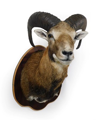 Lot 137 - Taxidermy: European Mouflon (Ovis aries musimon), circa 2010, high quality three year old adult...