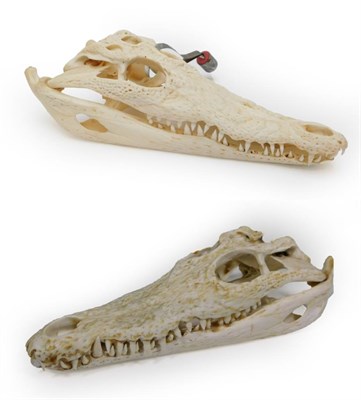 Lot 138 - Skulls/Anatomy: Nile Crocodile Skulls (Crocodylus niloticus) circa 2004, South Africa, two complete