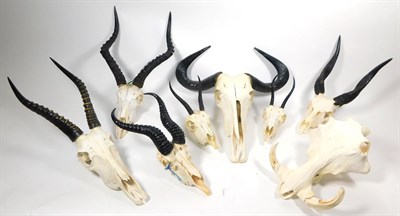 Lot 139 - Antlers/Horns: A Selection of African Hunting Trophy Skulls, a varied selection of African...