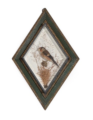 Lot 140 - Taxidermy: A Diamond Shaped Cased European Goldfinch (Carduelis carduelis), by George Bazeley,...