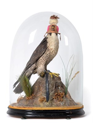 Lot 142 - Taxidermy: A Late Victorian Peregrine Falcon (Falco peregrinus), circa 1880-1900, full mount female
