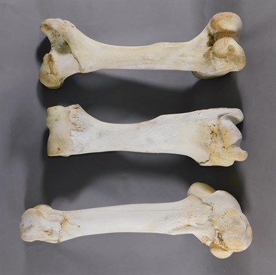 Lot 143 - Bones/Anatomy: Southern Giraffe (Giraffa giraffa), three prepared large upper thigh bones, each...
