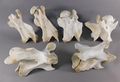Lot 144 - Bones/Anatomy: Southern Giraffe (Giraffa giraffa), six neck vertebrae, various sizes (6)