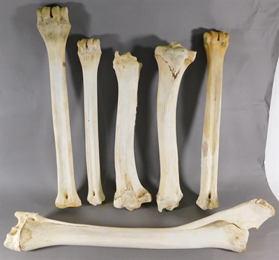 Lot 145 - Bones/Anatomy: Southern Giraffe (Giraffa giraffa), six upper and lower legs bones, each measuring 