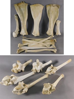Lot 146 - Bones/Anatomy: Southern Giraffe (Giraffa giraffa), three scapulas bones, each measuring - 64cm,...