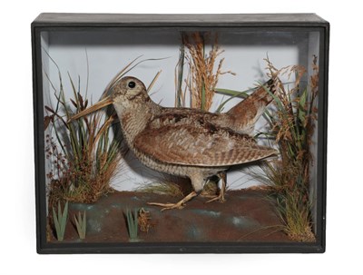 Lot 147 - Taxidermy: A Late Victorian Eurasian Woodcock (Scolopax rusticola), by Roberts & Son,...