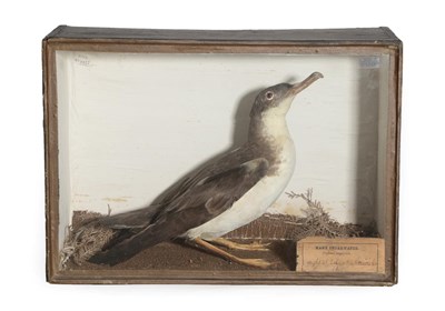 Lot 148 - Taxidermy: An Early Victorian Manx Shearwater (Puffinus puffinus), by T. Knight, Norwich...