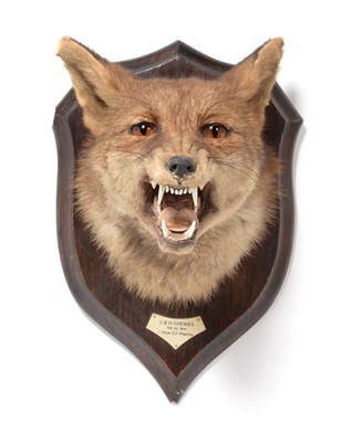 Lot 149 - Taxidermy: A Red Fox Mask (Vulpes vulpes), circa 20/02/1954, by Rowland Ward, 166 Piccadilly,...