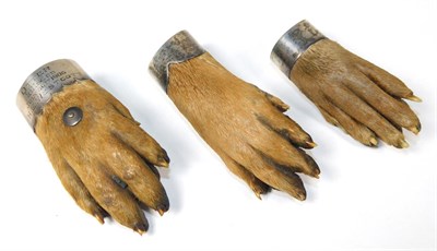 Lot 150 - Taxidermy: Antique Eurasian Otter Paws (Lutra lutra), circa early 20th century, three various sized