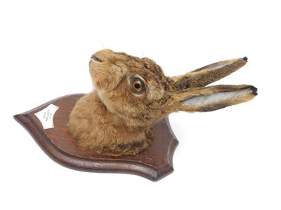 Lot 151 - Taxidermy: A Hare Head Mount (Lepus timidus), circa 1950, by Rowland Ward, Ltd, 64/65 Grosvenor...