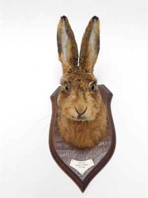 Lot 151 - Taxidermy: A Hare Head Mount (Lepus timidus), circa 1950, by Rowland Ward, Ltd, 64/65 Grosvenor...