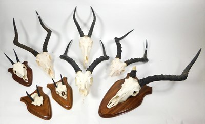 Lot 153 - Antlers/Horns: African Hunting Trophy Horns, circa early 20th century, four various species to...