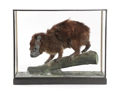 Lot 154 - Taxidermy: A Cased Rock Hyrax (Procavia capensis), circa early 20th century, a full mount adult...