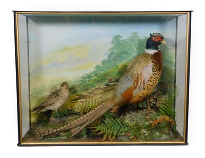 Lot 156 - Taxidermy: A Cased Ring-Necked Pheasant & Golden Plover, by Bill Cox, 1887-1951, 36 Manchester...