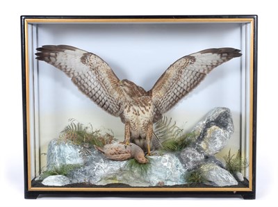 Lot 159 - Taxidermy: A Large Cased Common Buzzard (Buteo buteo), by James Hutchings, Naturalist & Gun...