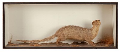 Lot 161 - Taxidermy: An Early Example of an Indian Grey Mongoose (Herpestes edwardsi), circa 1822, by Corbett