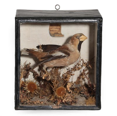 Lot 165 - Taxidermy: An Early Victorian Cased Hawfinch (Coccothraustes coccothraustes), circa 1844, by Atkins