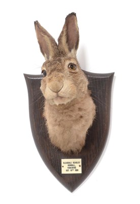 Lot 166 - Taxidermy: A Hare Head Mount (Lepus timidus), circa 1958, by Peter Spicer & Son's,...