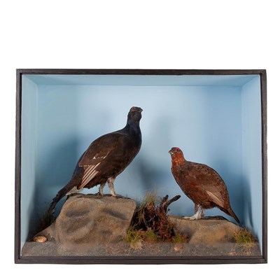 Lot 170 - Taxidermy: A Cased Black Grouse and Willow Grouse, circa 1922, Glentaire, a full mount male...