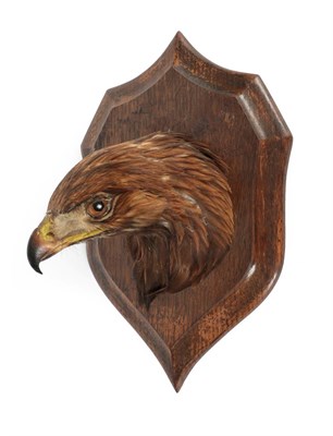 Lot 172 - Taxidermy: Golden Eagle Head Mount (Aquila chrysaetos), circa 1900-1920, by Henry Murray & Son,...
