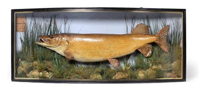 Lot 174 - Taxidermy: A Large Cased Pike (Esox lucius), circa 1884, by J.Bolton, Friendly Street,...
