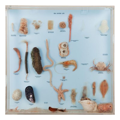 Lot 175 - Natural History: A Sea Life Wet Specimen Display, a display of twenty six various aquatic...