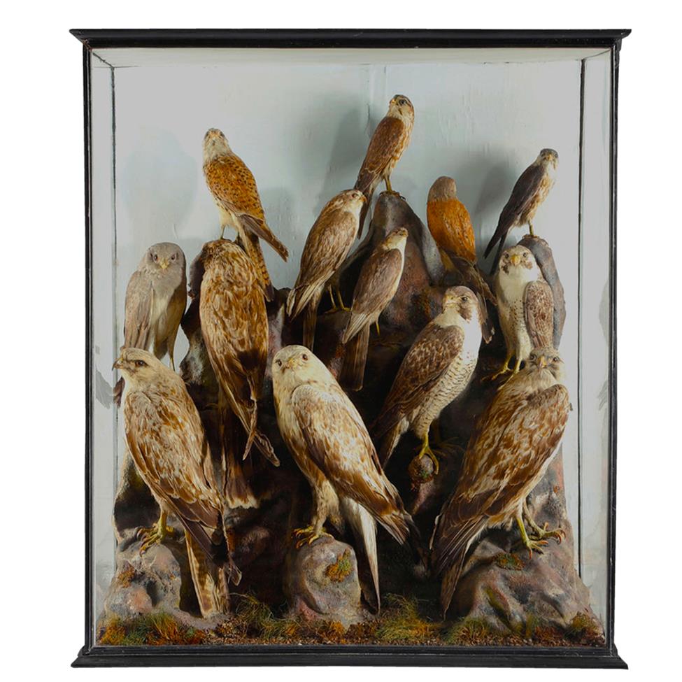 Lot 176 - Taxidermy: A Large Victorian Cased Diorama of Raptors, circa 1884, by W.A. Macleay, 65 Church...