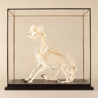 Lot 182 - Natural History: A Complete French Bull Dog Skeleton (Canis lupus familiaris), modern, a...
